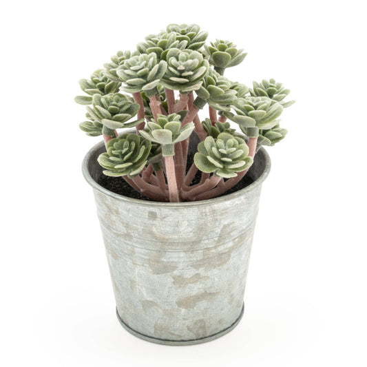 Sedum Succulent in Tin Pot