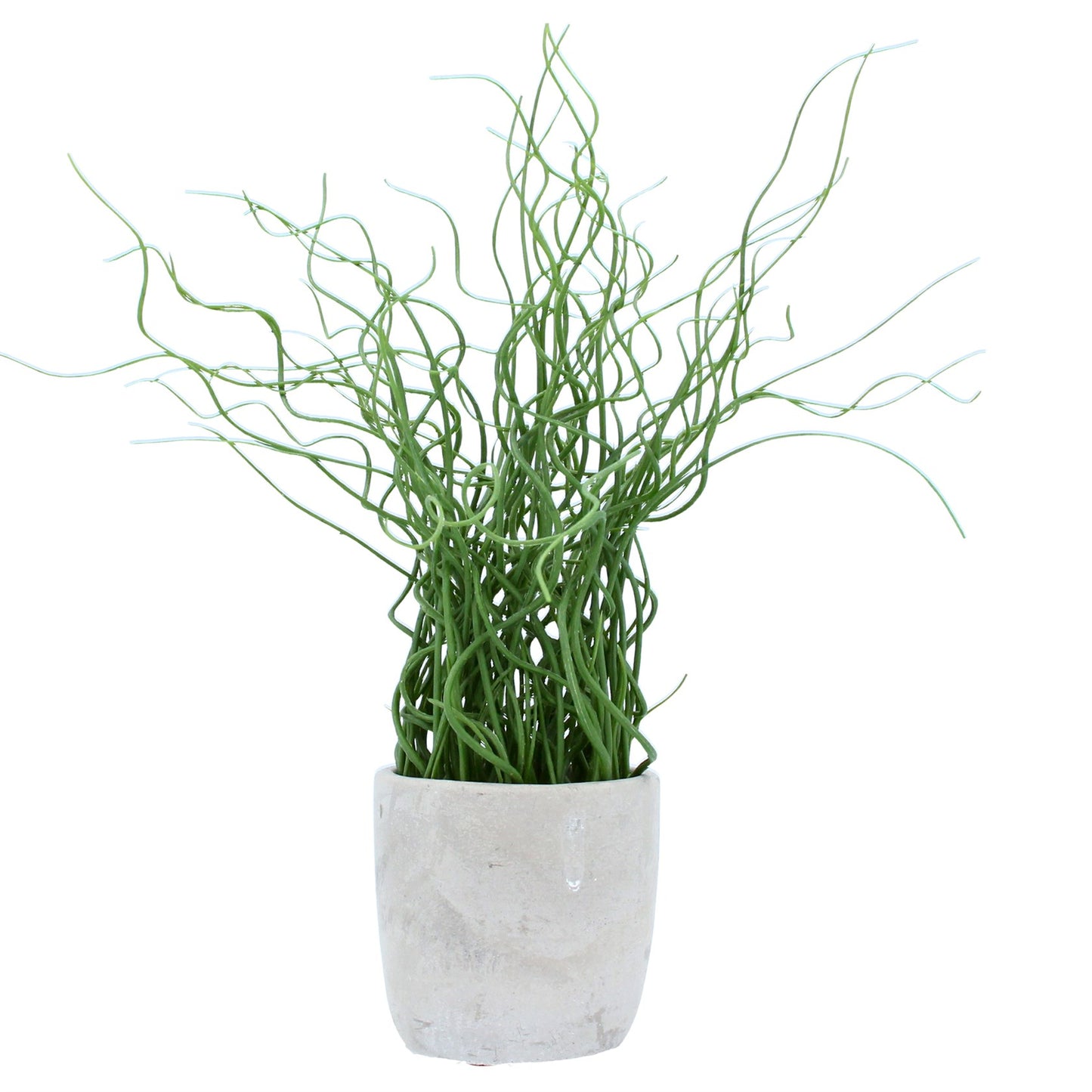 Faux Corkscrew Rush Plant